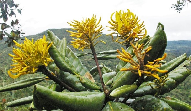 Vochysia condorensis photo 3
