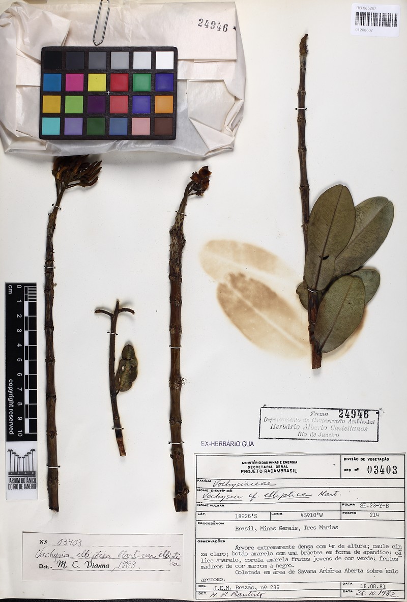 Vochysia elliptica var. elliptica