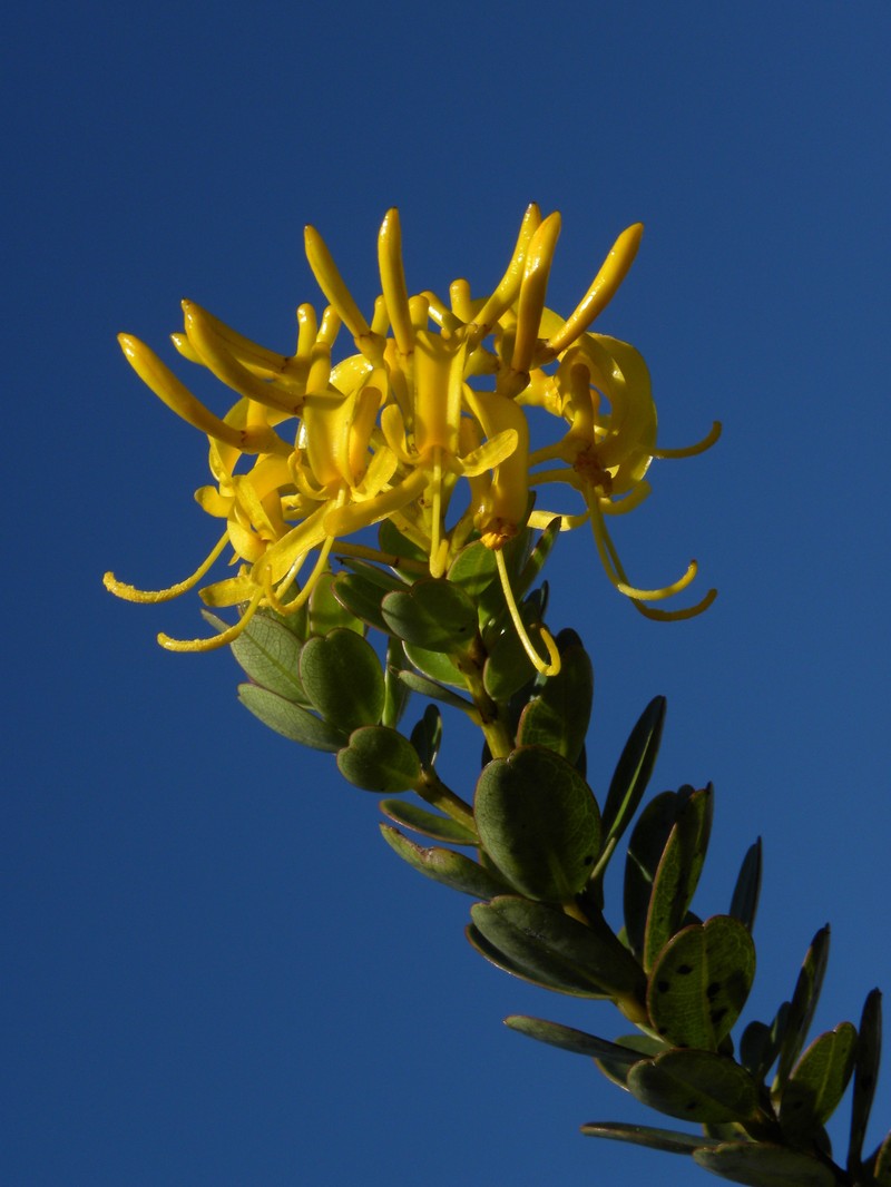Vochysia microphylla photo 2