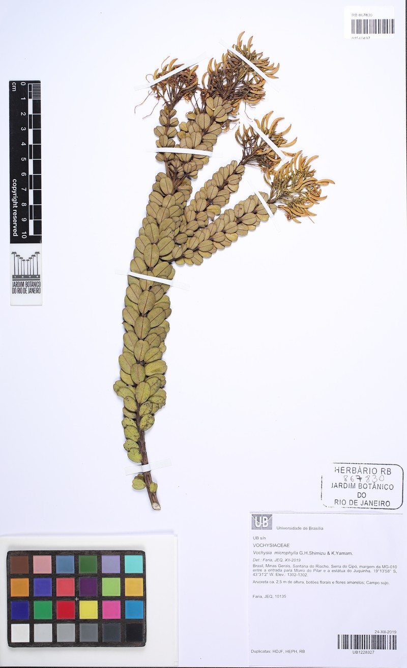 Vochysia microphylla photo 3