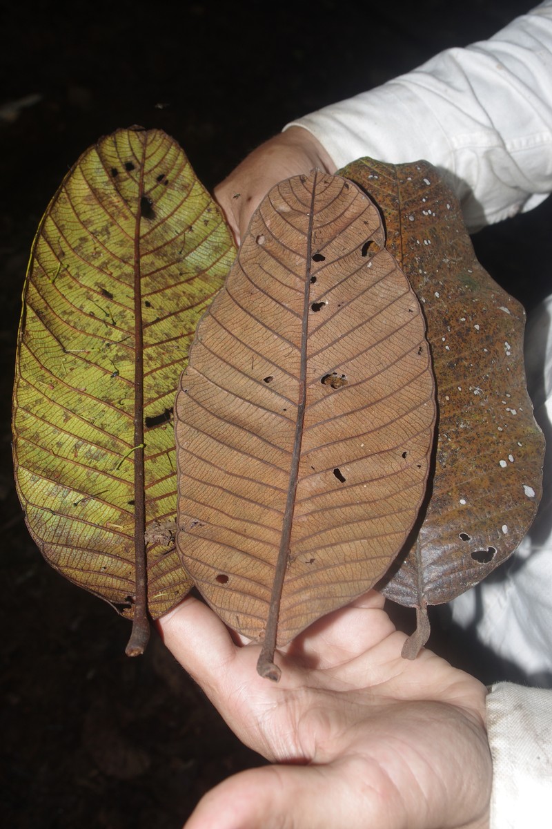 Vochysia moskovitsiana