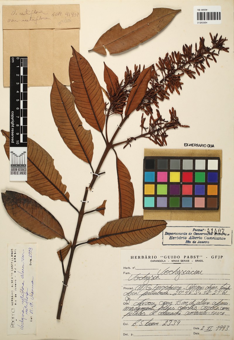 Vochysia rectiflora var. rectiflora