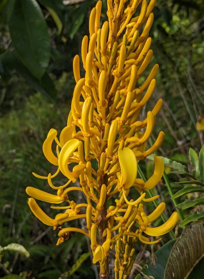 Vochysia sofiae
