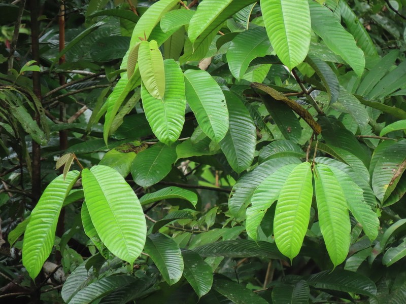 Vochysia sofiae photo 2