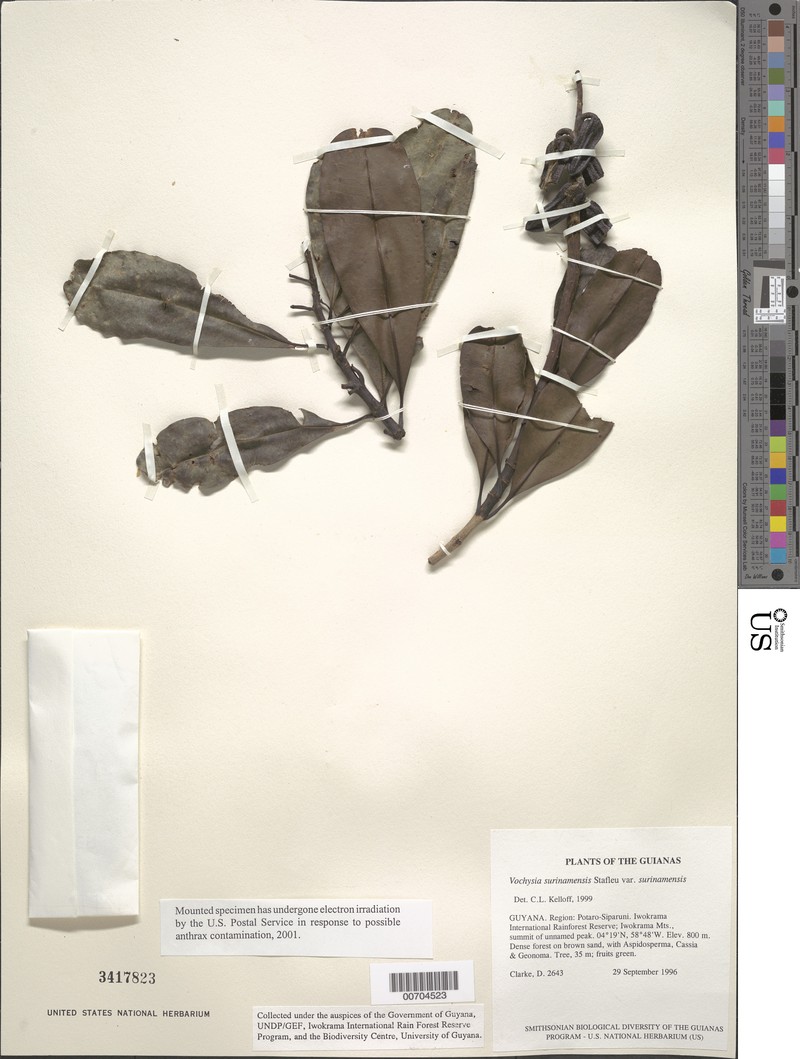Vochysia surinamensis var. surinamensis