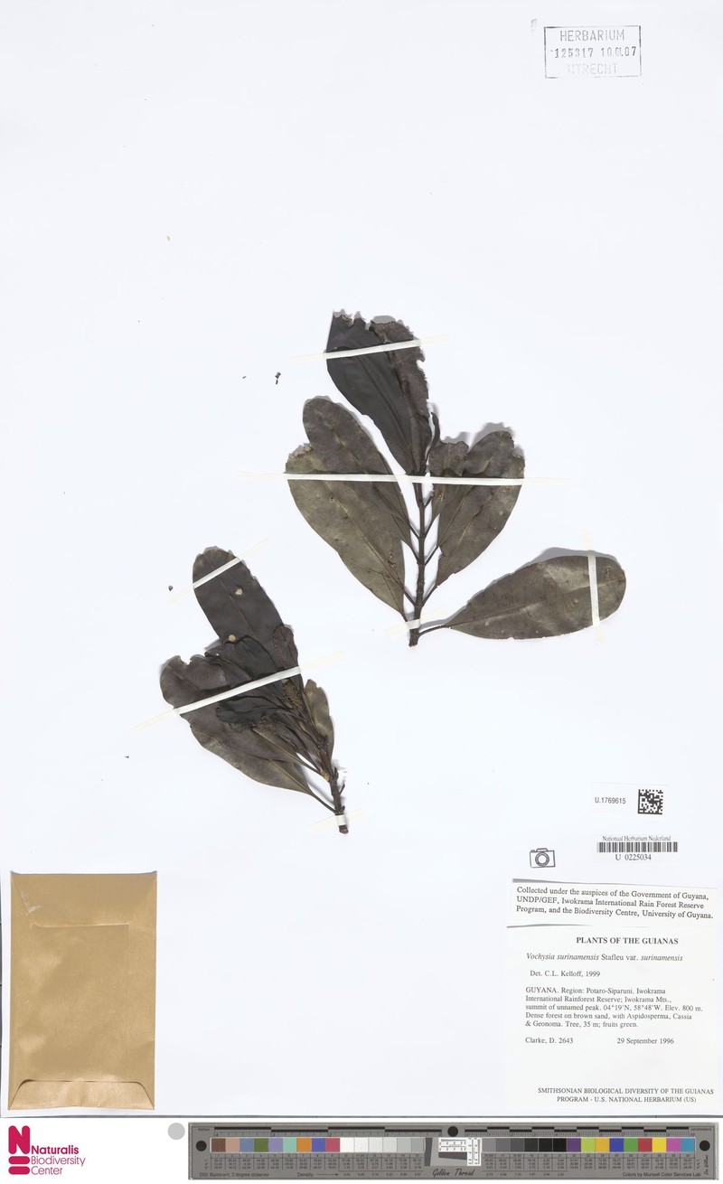 Vochysia surinamensis var. surinamensis photo 2