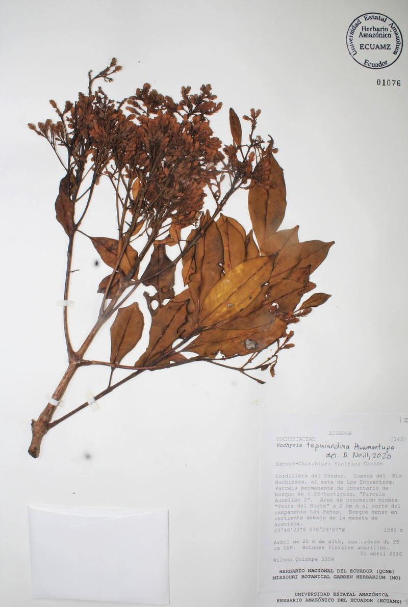 Vochysia tepuiandina