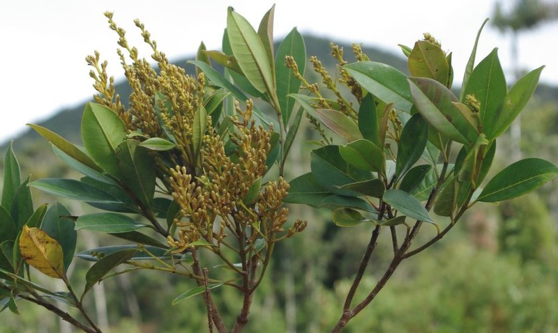 Vochysia tepuiandina photo 2