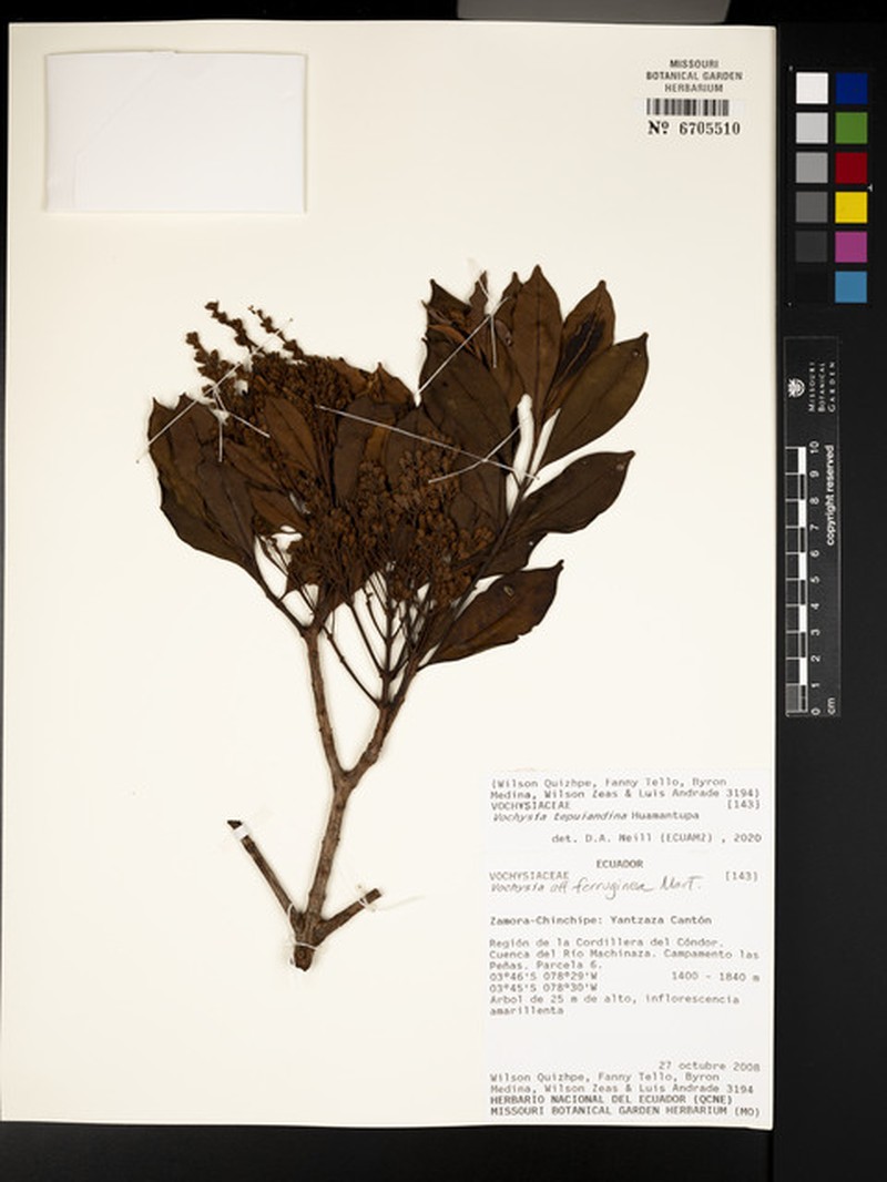 Vochysia tepuiandina photo 3