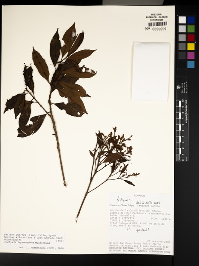 Vochysia tepuiandina photo 4