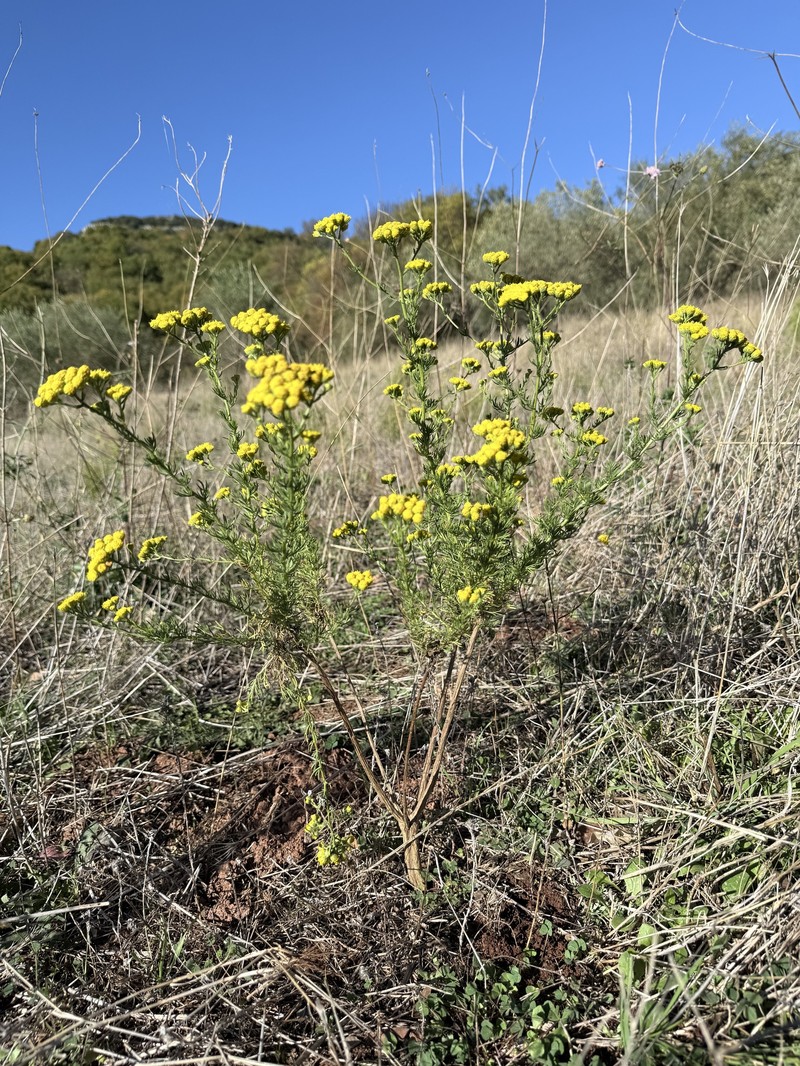 Vogtia annua