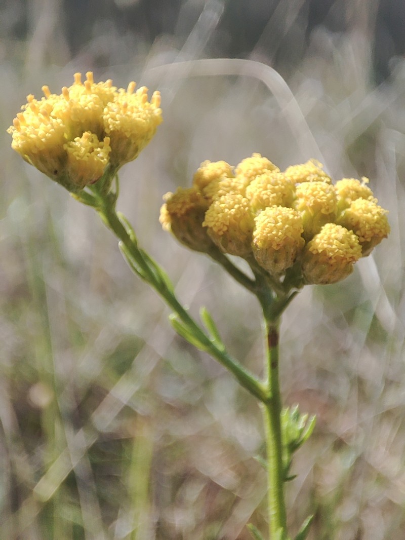 Vogtia annua photo 2