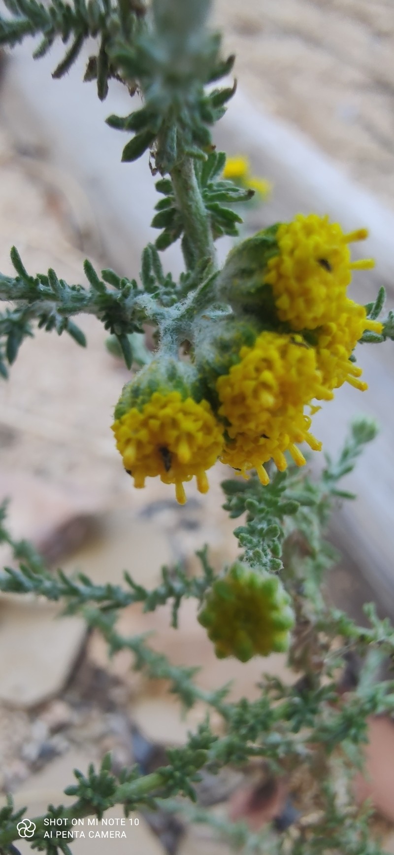 Vogtia microphylla