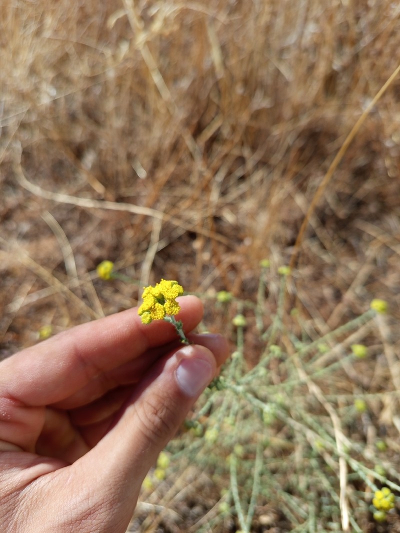 Vogtia microphylla photo 2
