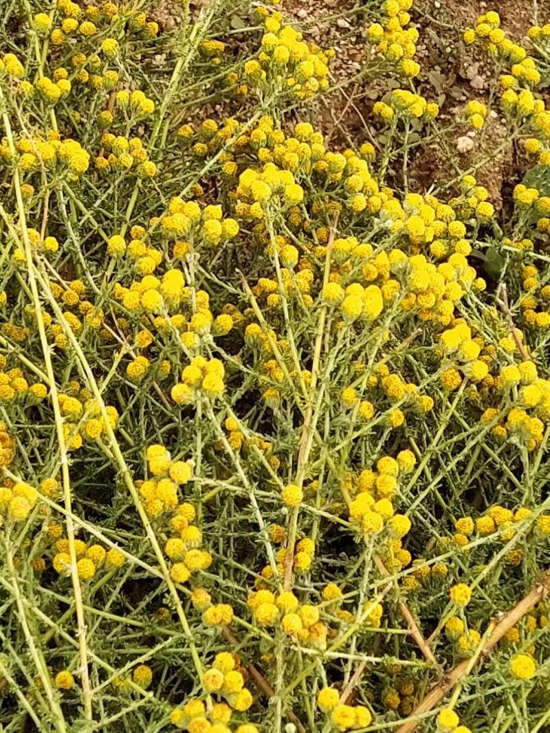 Vogtia microphylla photo 4