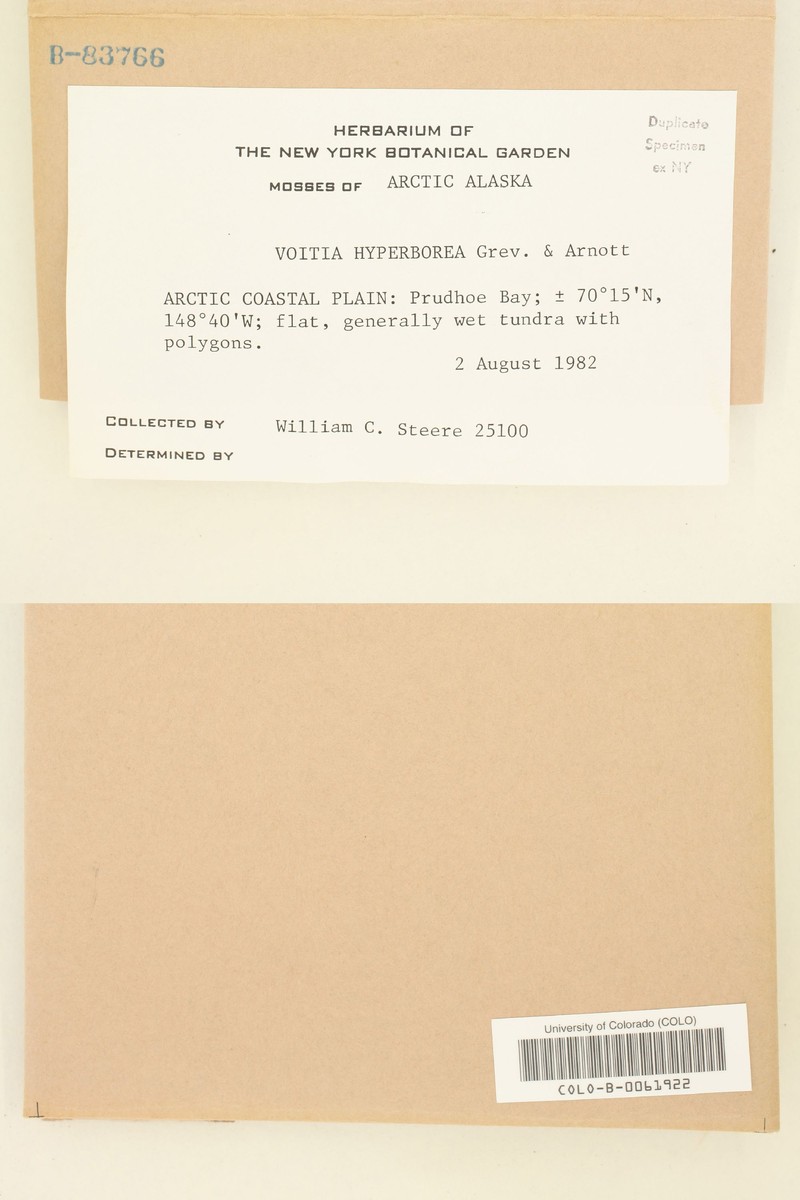 Voitia Moss photo 3