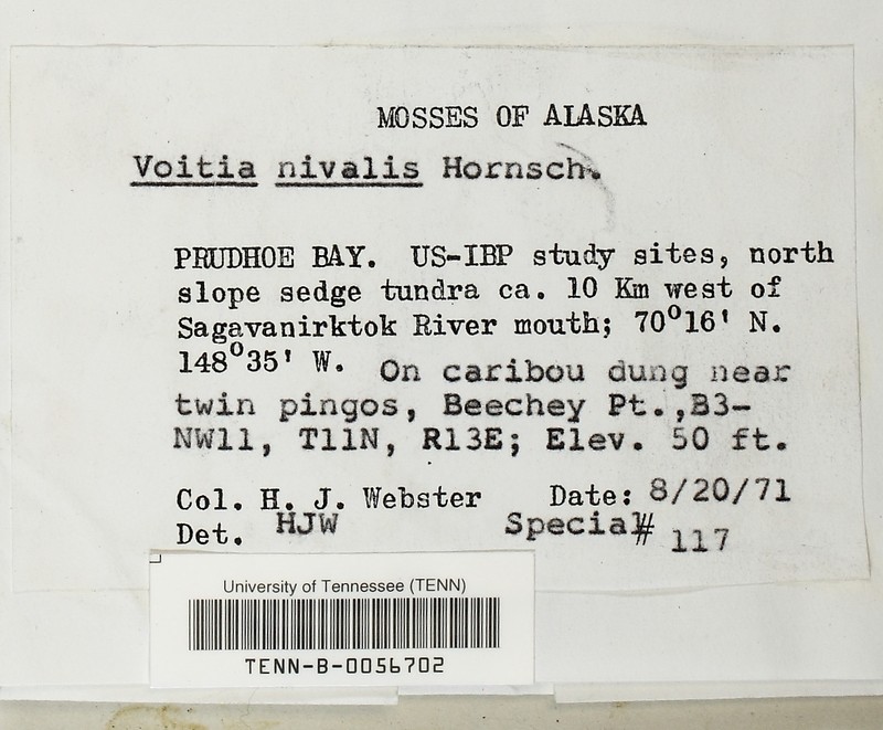 Voitia Moss