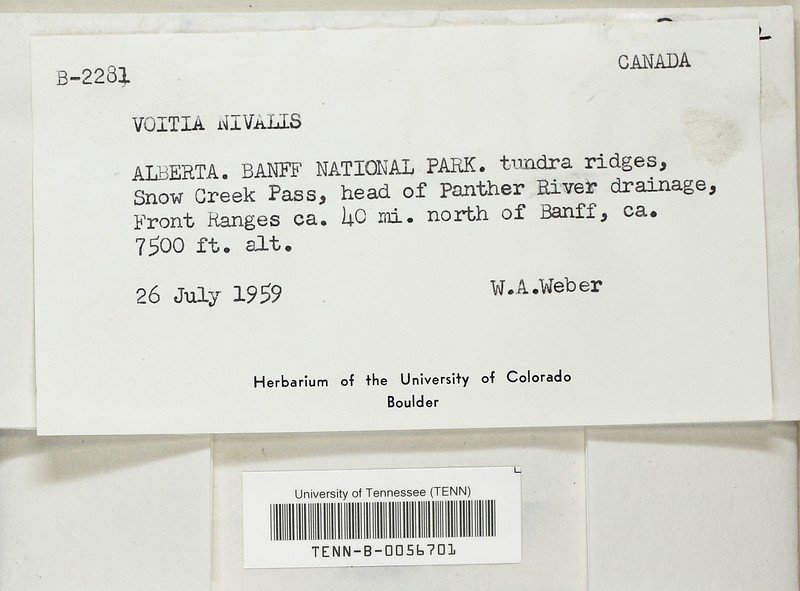 Voitia Moss photo 3