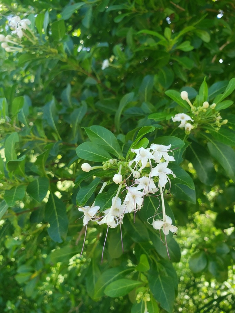 Haggarbush