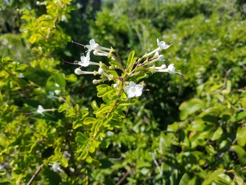 Haggarbush photo 2