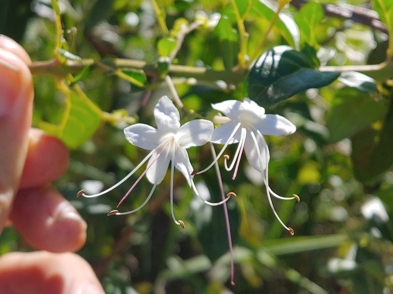 Haggarbush photo 3
