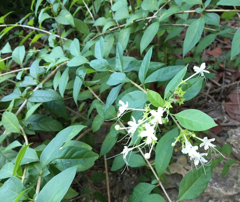 Haggarbush photo 4