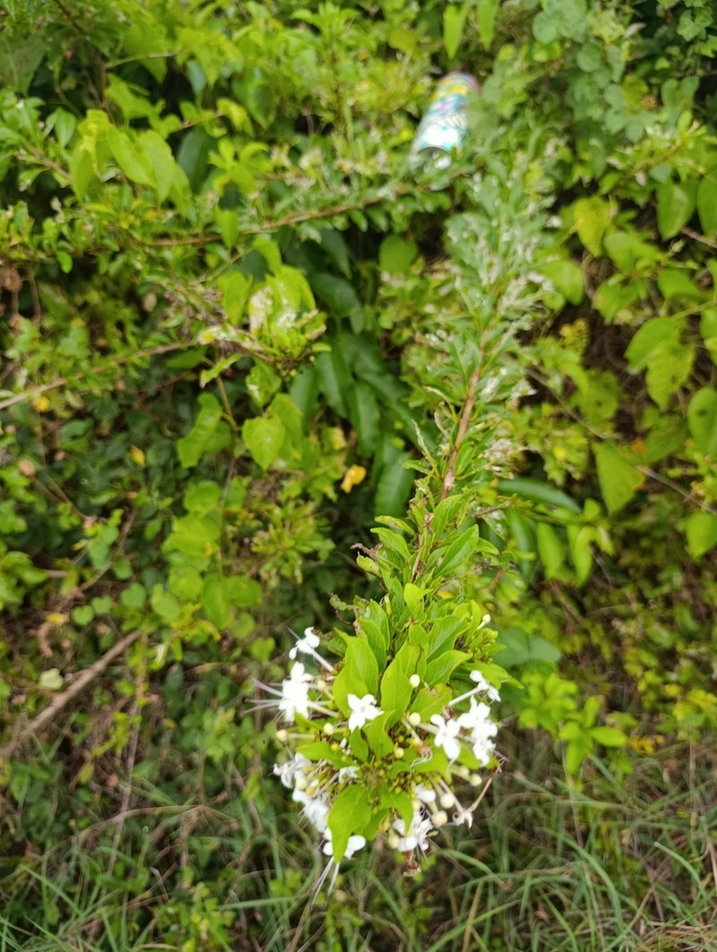 Haggarbush photo 6