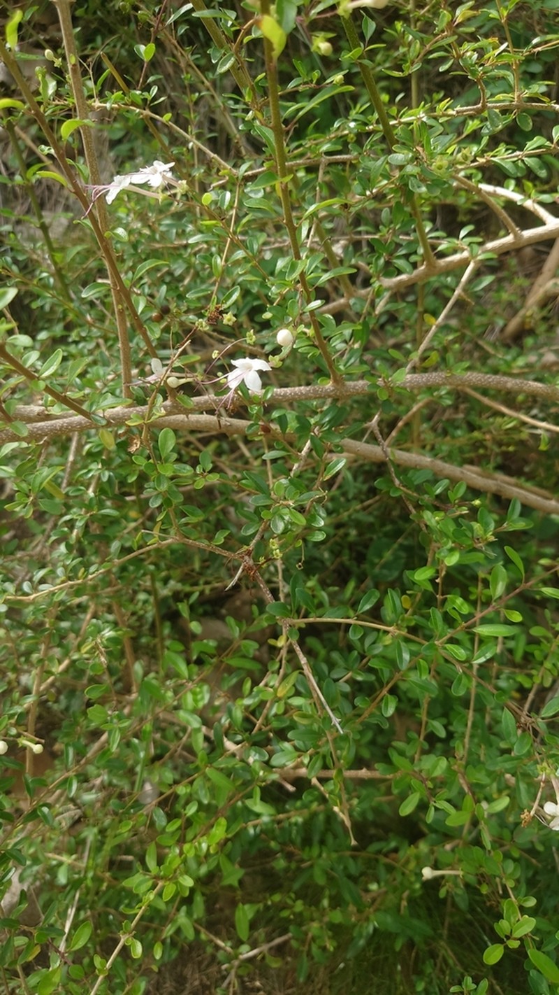 Haggarbush photo 7