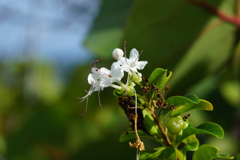 Haggarbush photo 8