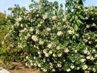 Natal Glorybower