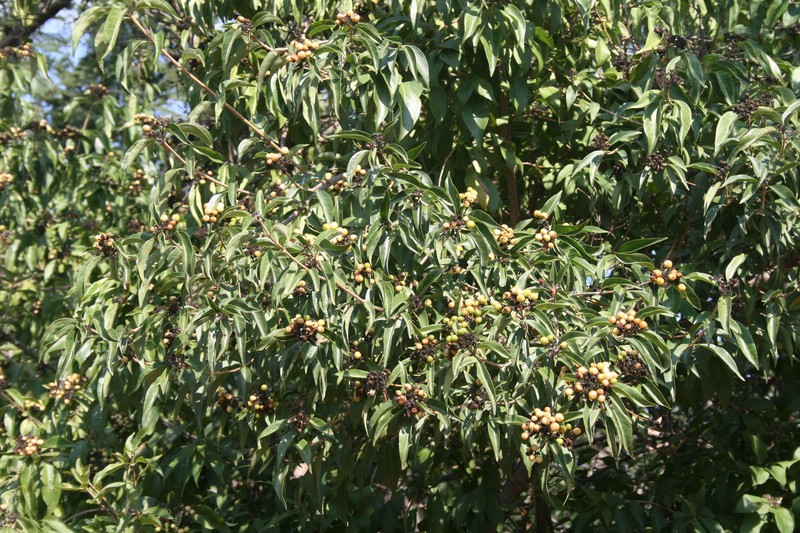 Natal Glorybower photo 5