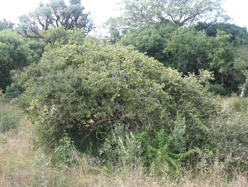 Natal Glorybower photo 6