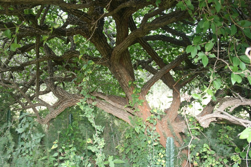 Natal Glorybower photo 8
