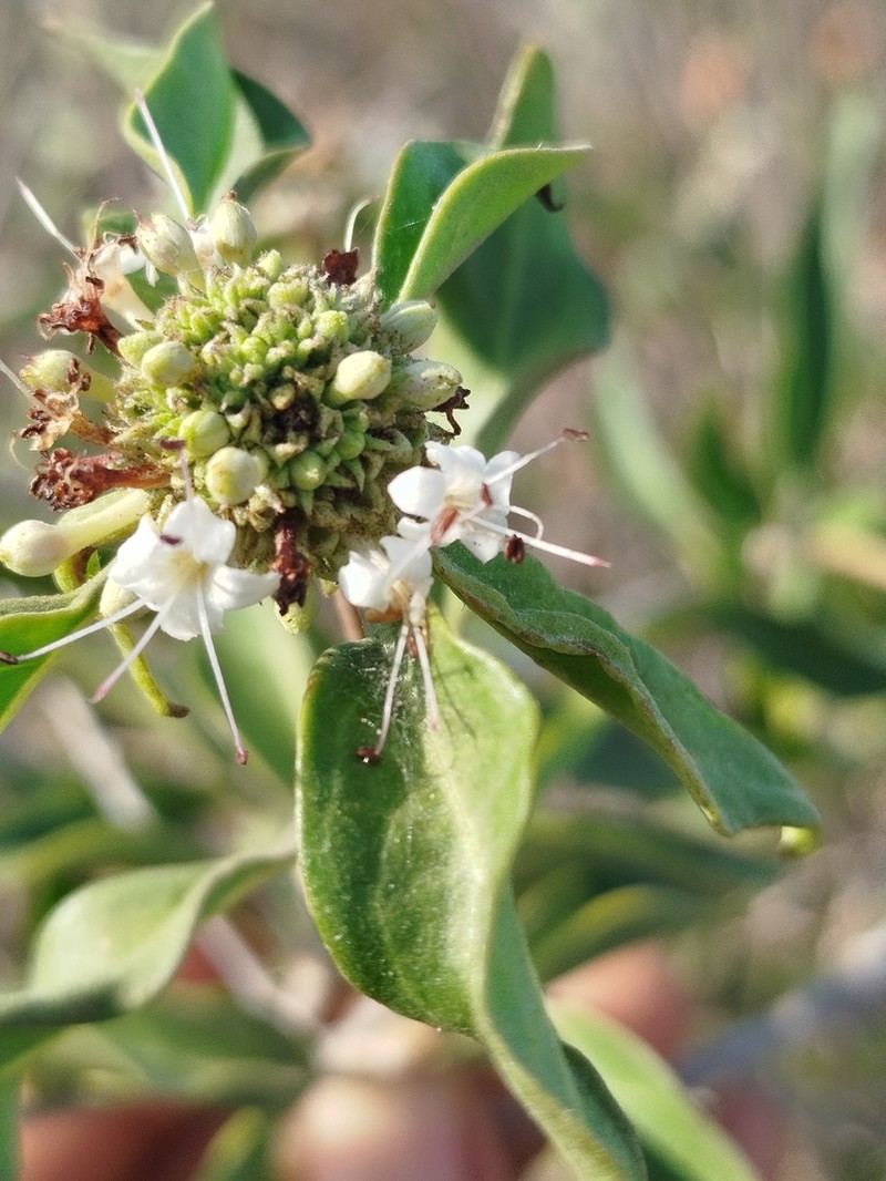 Volkameria globosa