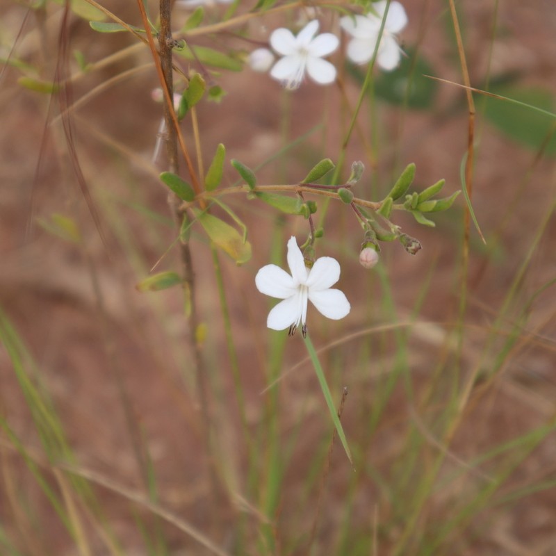 Volkameria parvula