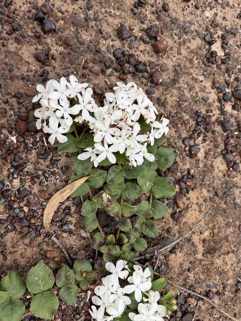 Volkameria tatei