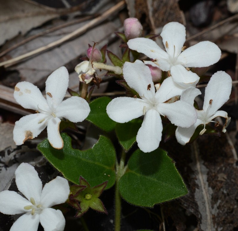 Volkameria tatei photo 5