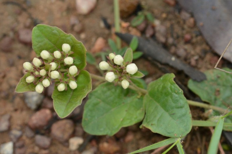 Volkameria tatei photo 6