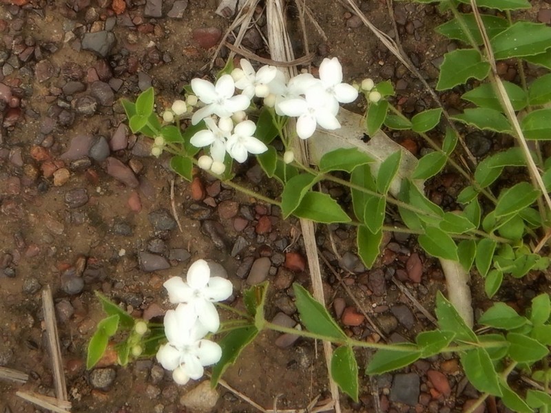 Volkameria tatei photo 8