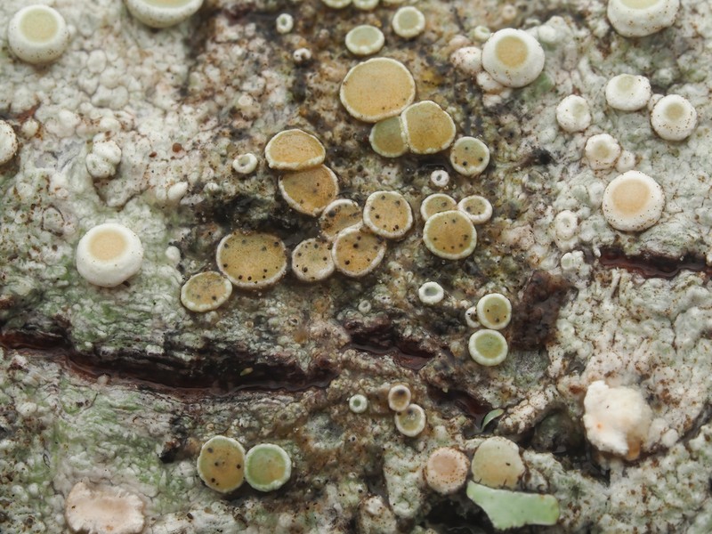 Vouauiella lichenicola