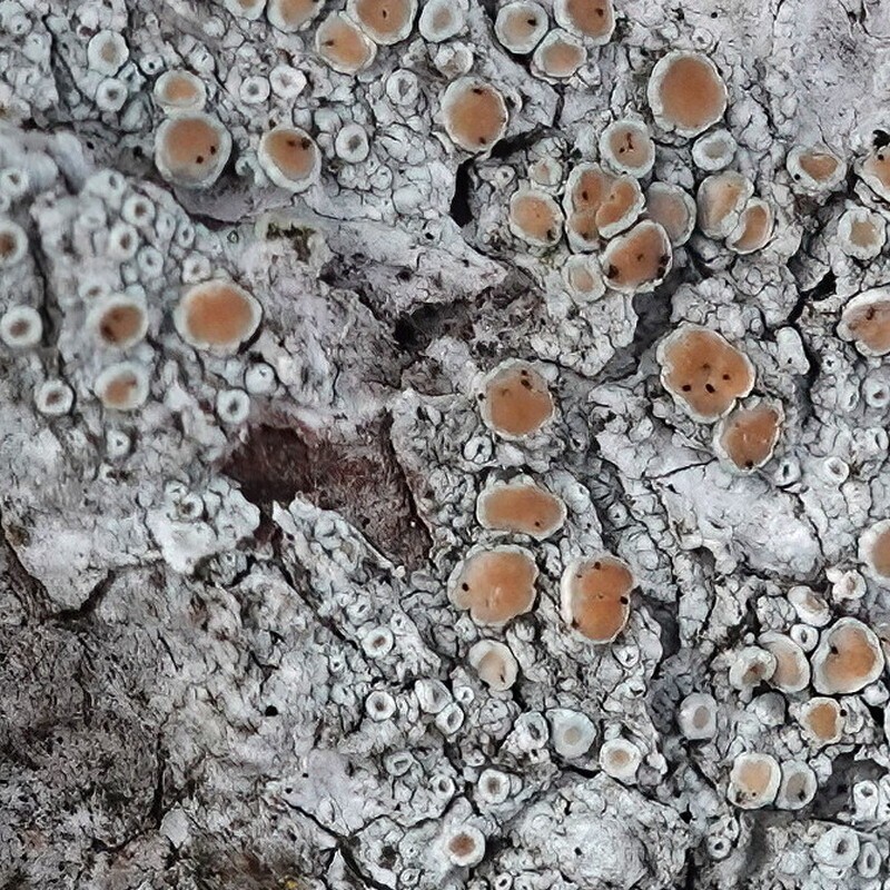 Vouauiella lichenicola photo 2