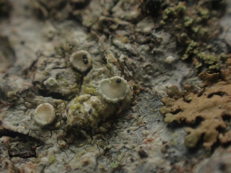 Vouauiella lichenicola photo 3