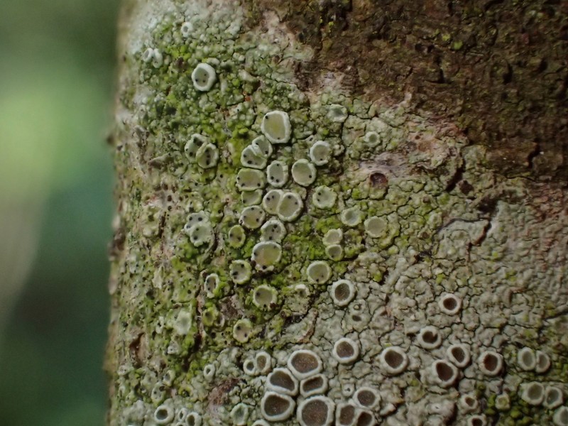 Vouauiella lichenicola photo 4