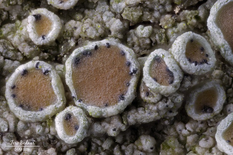 Vouauiella lichenicola photo 8