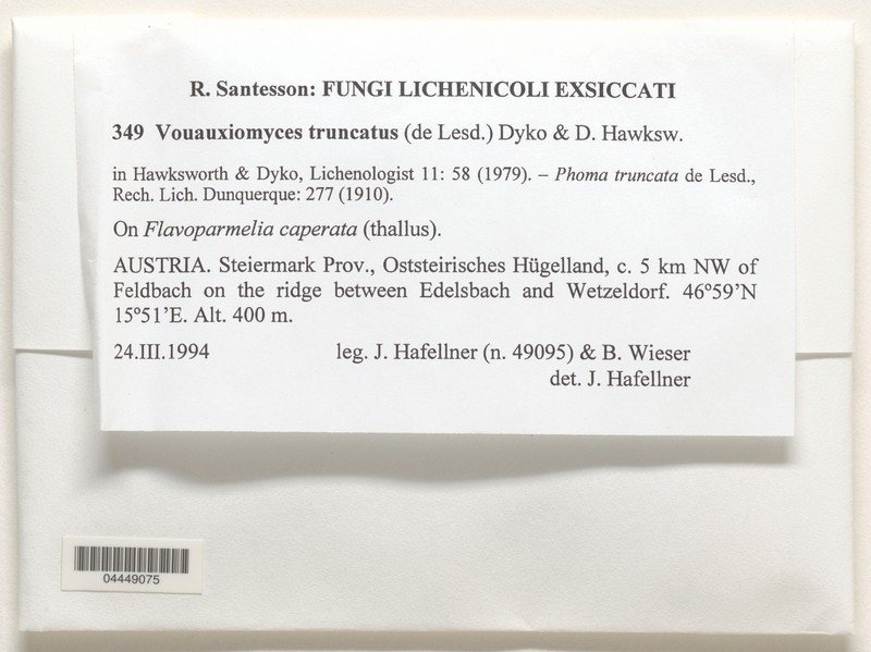 Vouauiomyces truncatus