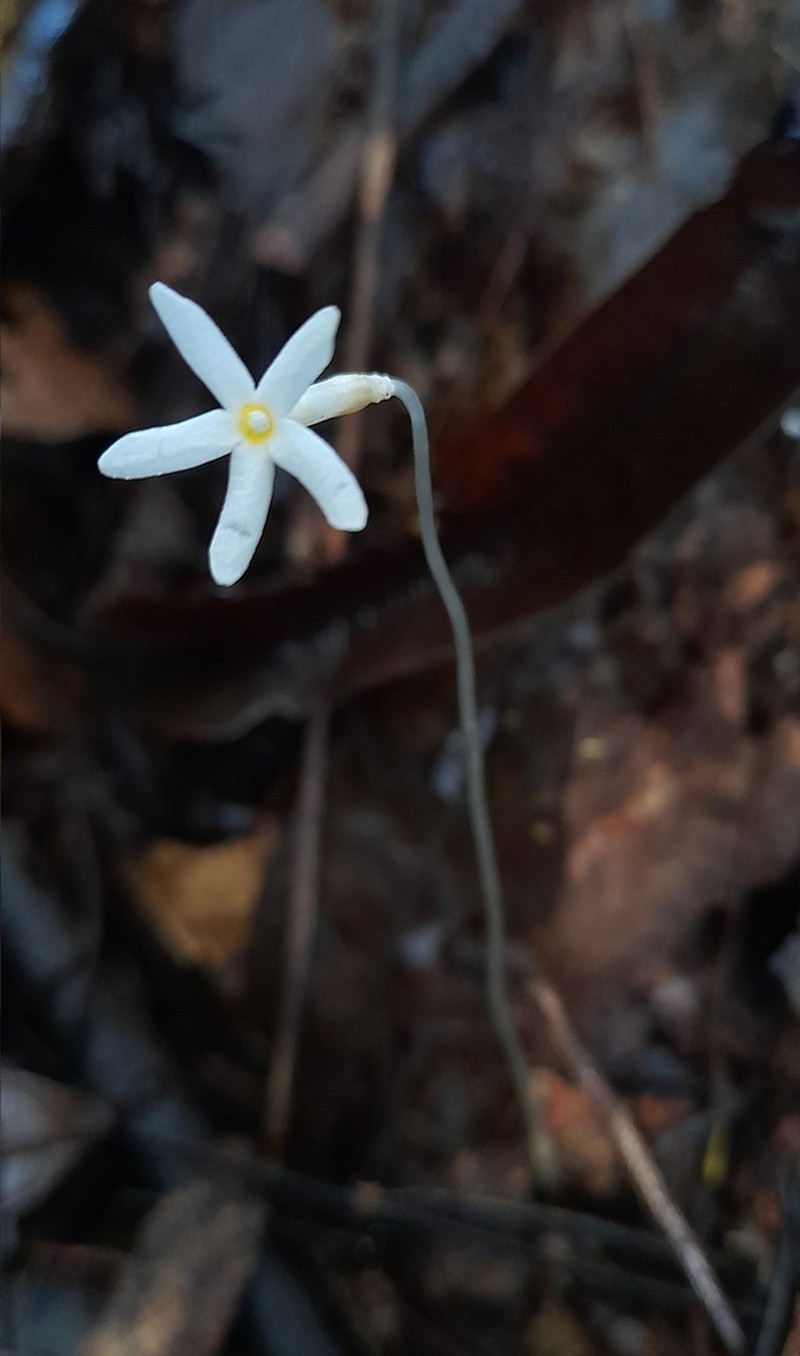 Voyria alvesiana
