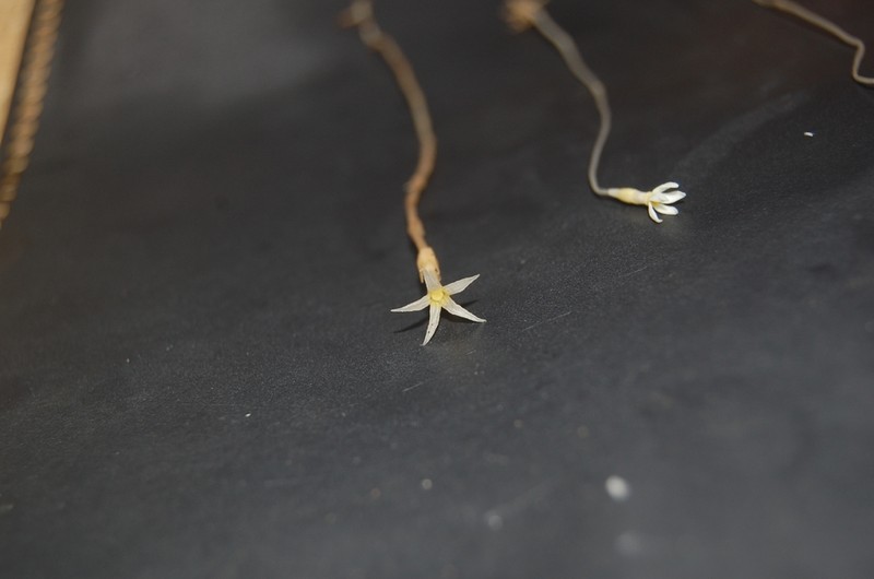 Voyria alvesiana photo 2