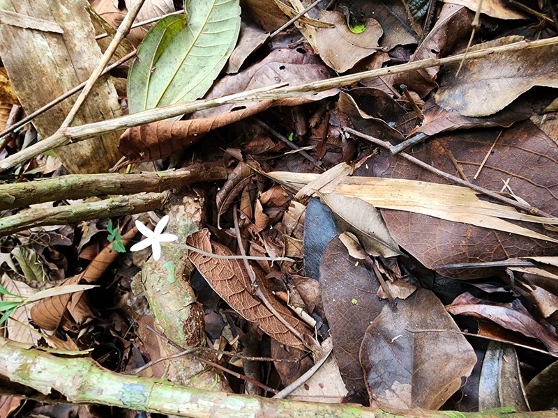 Voyria alvesiana photo 3