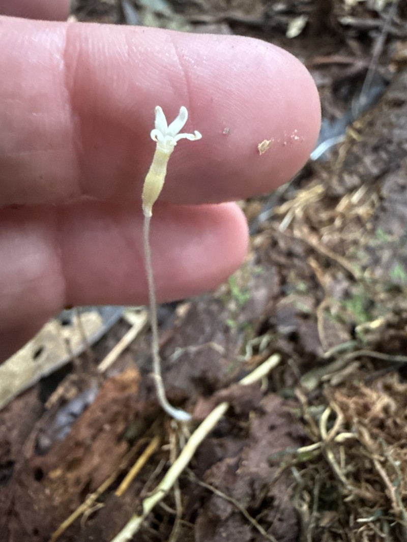 Voyria alvesiana photo 4