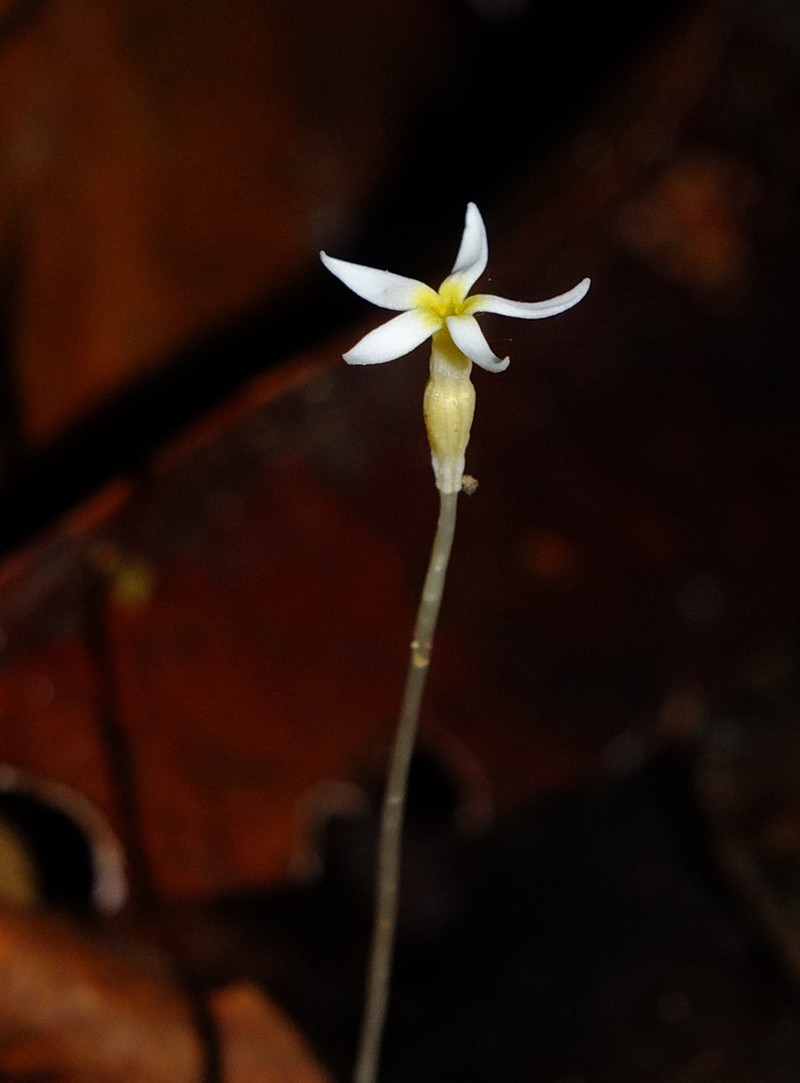 Voyria alvesiana photo 5